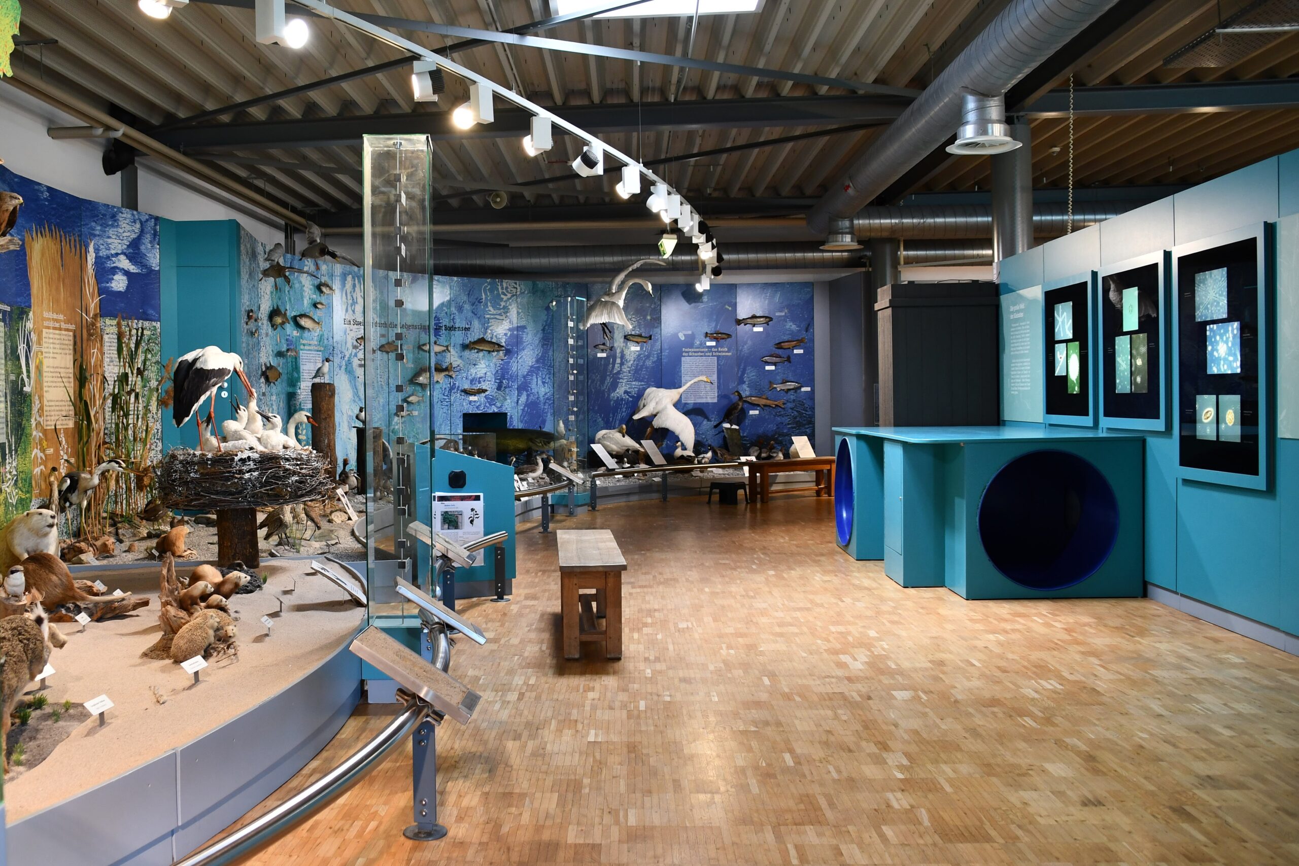 Blick in die Dauerausstellung des Bodensee Naturmuseums