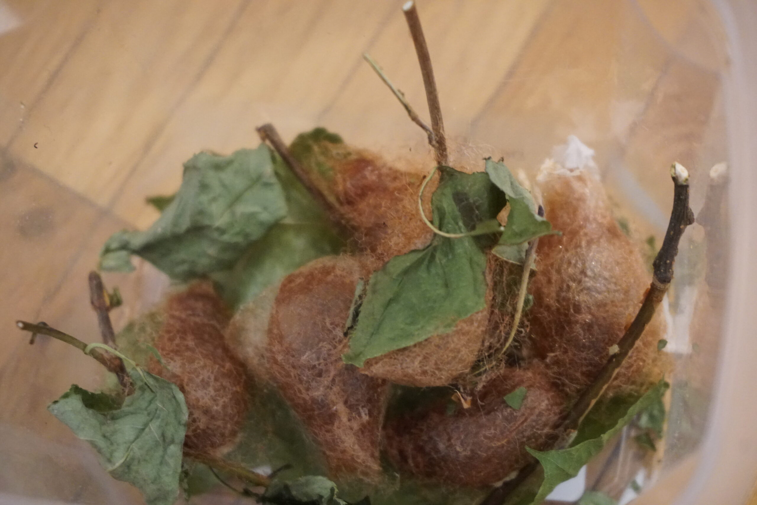 Bodensee Naturmuseum