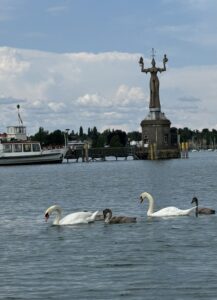 Zwei Schwan-Eltern mit ihren drei Küken auf dem See. Im Hintergrund ist die Imperia zu sehen.