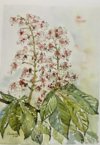 Aquarell von Sibylle Buderath, Kastanienblüten
